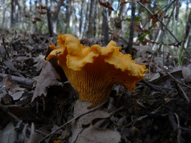 Cantharellus cibariusP1060017